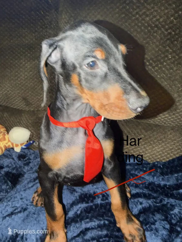 Harding – Doberman Pinscher puppy for sale in Chillicothe, OH