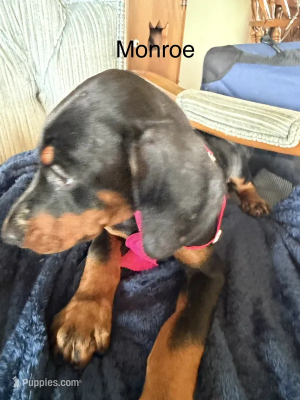 Monroe – Doberman Pinscher puppy for sale in Chillicothe, OH