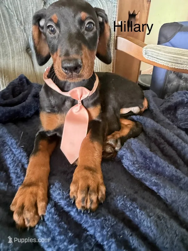 Hillary – Doberman Pinscher puppy for sale in Chillicothe, OH