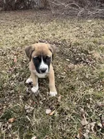 Jewel, a female Saint Bernard and Labrador Retriever for sale in Kansas City, MO – Photo 2 of 2