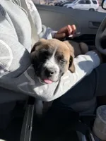 Jewel, a female Saint Bernard and Labrador Retriever for sale in Kansas City, MO – Photo 1 of 2