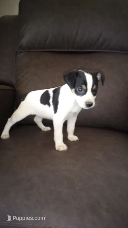 Cosmo - AKC – Rat Terrier puppy for sale in Porterville, CA