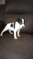 Cosmo - AKC, a male Rat Terrier for sale in Porterville, CA – 1 of 2