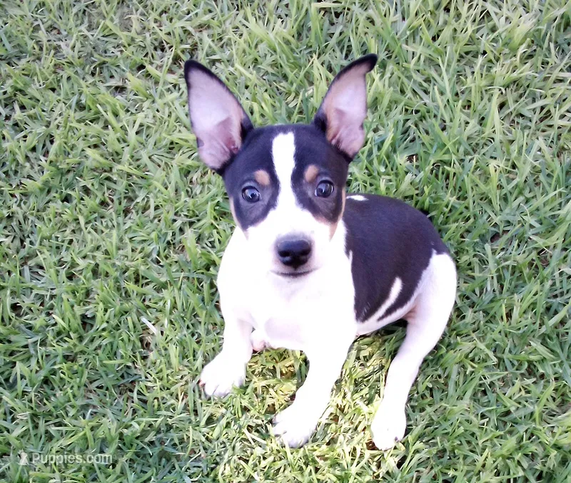 Scout - AKC – Rat Terrier puppy for sale in Porterville, CA