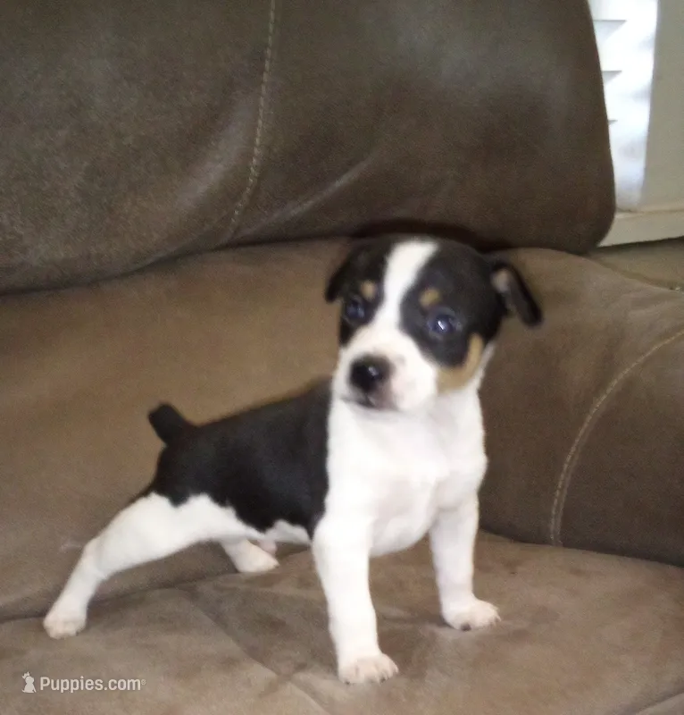 Scout  – Rat Terrier puppy for sale in Porterville, CA