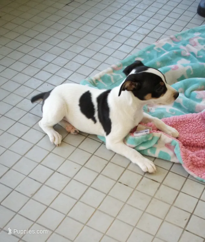Cosmo - AKC – Rat Terrier puppy for sale in Porterville, CA