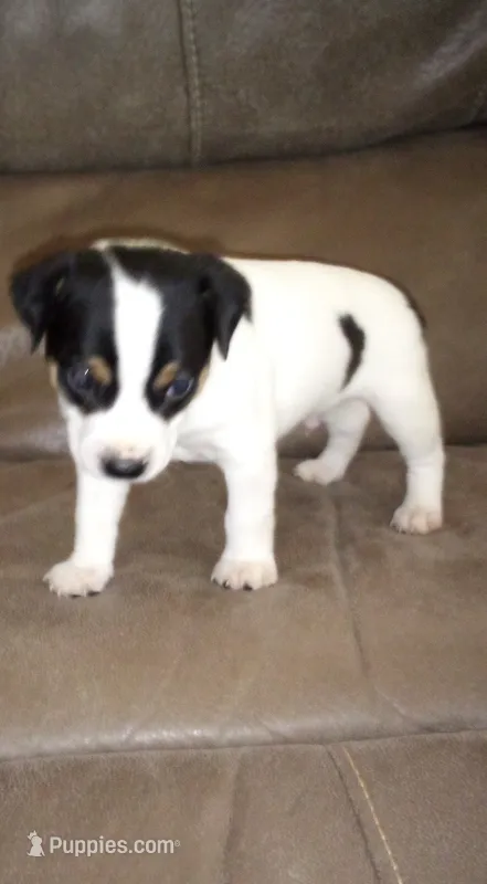 Cosmo – Rat Terrier puppy for sale in Porterville, CA