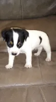Cosmo, a male Rat Terrier for sale in Porterville, CA – 1 of 1