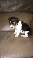 Sonya, a female Rat Terrier for sale in Porterville, CA – 1 of 1