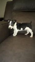 Scout - AKC, a male Rat Terrier for sale in Porterville, CA – 2 of 2