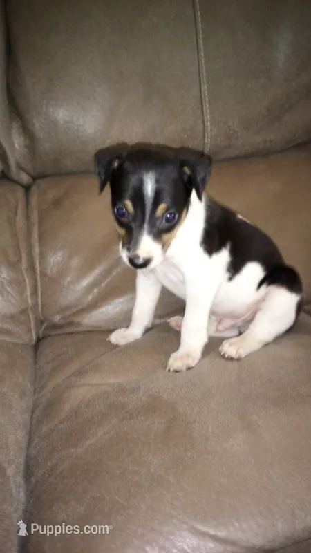 Astro  – Rat Terrier puppy for sale in Porterville, CA