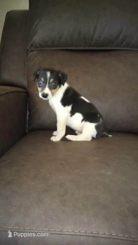 Astro - AKC – Rat Terrier puppy for sale in Porterville, CA