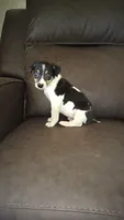 Astro - AKC, a male Rat Terrier for sale in Porterville, CA – 1 of 2