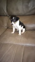 Astro , a male Rat Terrier for sale in Porterville, CA – 2 of 2