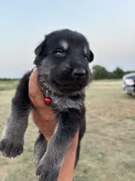 Sooner, a male German Shepherd Dog for sale in Asher, OK – 3 of 7