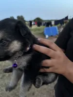 Jenny, a female German Shepherd Dog for sale in Asher, OK – 2 of 7