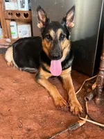 Boomer, a male German Shepherd Dog for sale in Asher, OK – 6 of 7