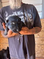 Nova AKC , a female German Shepherd Dog for sale in Asher, OK – 5 of 10