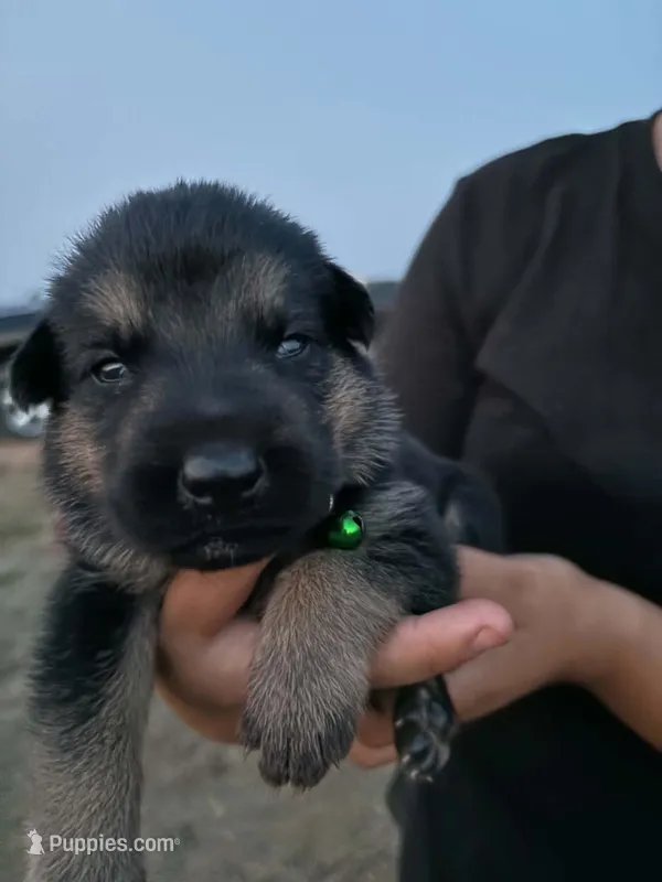 Boomer – German Shepherd Dog puppy for sale in Asher, OK