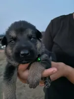 Boomer, a male German Shepherd Dog for sale in Asher, OK – 1 of 7