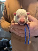 Chaos, a male German Shepherd Dog for sale in Richland Center, WI – Photo 1 of 7