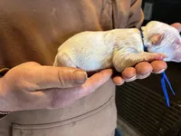 Chaos, a male German Shepherd Dog for sale in Richland Center, WI – Photo 2 of 7