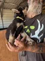 Gracie, a female German Shepherd Dog for sale in Asher, OK – 4 of 9