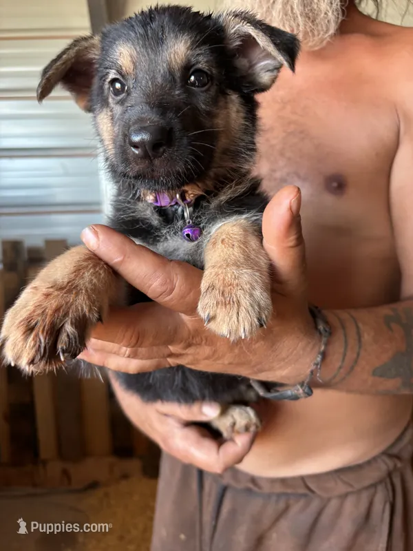 Jenny – German Shepherd Dog puppy for sale in Asher, OK