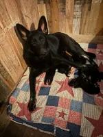 Dale AKC , a male German Shepherd Dog for sale in Asher, OK – 7 of 10