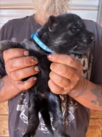 Hemi AKC, a male German Shepherd Dog for sale in Asher, OK – 5 of 10