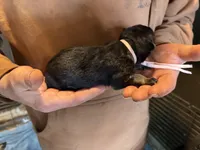 Ebony, a female German Shepherd Dog for sale in Richland Center, WI – Photo 2 of 7