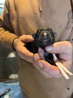 Ebony, a female German Shepherd Dog for sale in Richland Center, WI – Photo 1 of 7