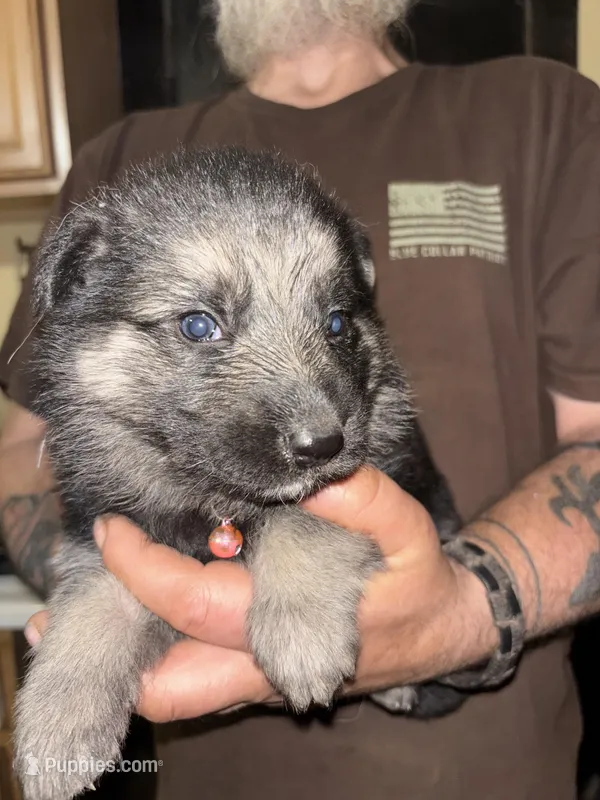 Ebony – German Shepherd Dog puppy for sale in Richland Center, WI