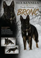 Chevelle AKC , a female German Shepherd Dog for sale in Asher, OK – 10 of 10