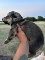 Steve, a male German Shepherd Dog for sale in Asher, OK – 2 of 7