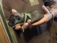 Onyx, a male German Shepherd Dog for sale in Richland Center, WI – Photo 3 of 7