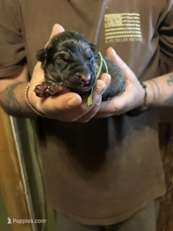 Onyx, a male German Shepherd Dog for sale in Richland Center, WI – Photo 1 of 7