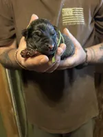 Onyx, a male German Shepherd Dog for sale in Richland Center, WI – Photo 1 of 7