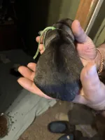 Onyx, a male German Shepherd Dog for sale in Richland Center, WI – Photo 2 of 7