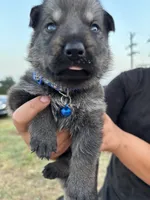 Hank, a male German Shepherd Dog for sale in Asher, OK – 3 of 7