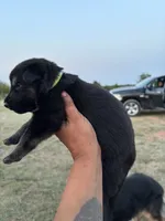 Frank, a male German Shepherd Dog for sale in Asher, OK – 3 of 7