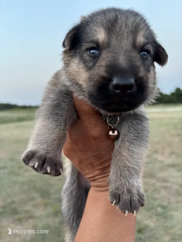 Joey – German Shepherd Dog puppy for sale in Asher, OK