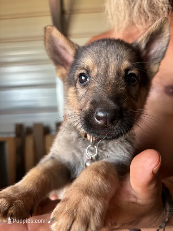 Joey – German Shepherd Dog puppy for sale in Asher, OK