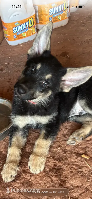 Titan – German Shepherd Dog puppy for sale in Asher, OK