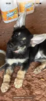 Titan, a male German Shepherd Dog for sale in Asher, OK – 1 of 9