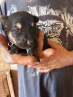 Chevy AKC , a male German Shepherd Dog for sale in Asher, OK – 2 of 9