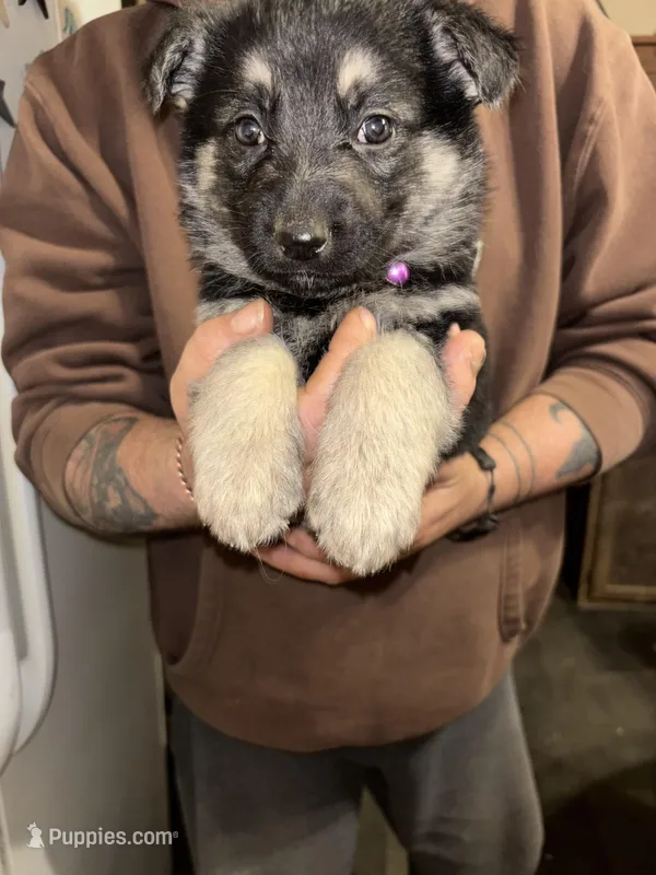 Harley – German Shepherd Dog puppy for sale in Richland Center, WI