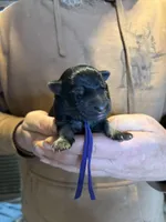 Harley, a female German Shepherd Dog for sale in Richland Center, WI – Photo 1 of 7