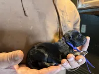 Harley, a female German Shepherd Dog for sale in Richland Center, WI – Photo 2 of 7