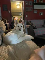 Harley, a female German Shepherd Dog for sale in Richland Center, WI – Photo 7 of 7